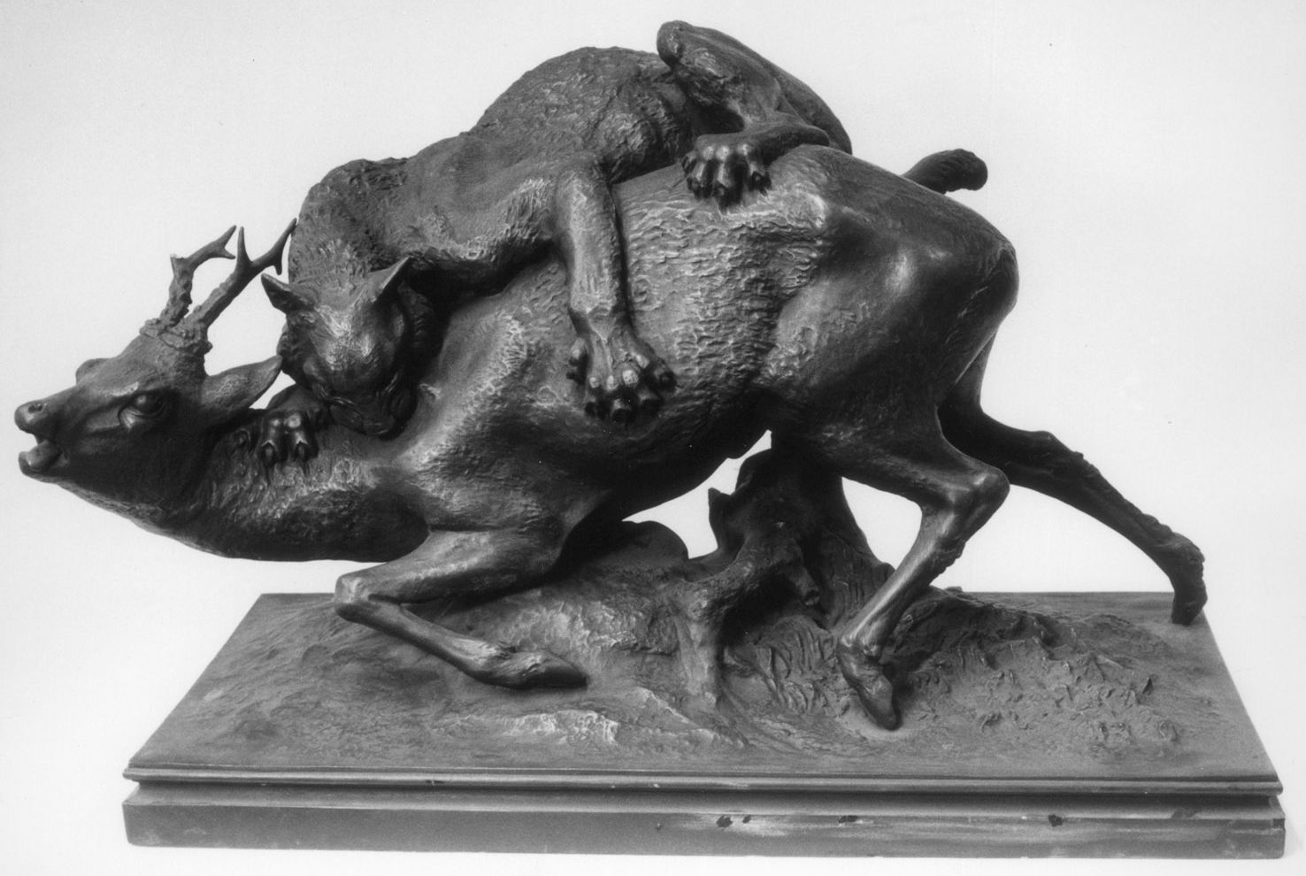 Rehbock, von einem Luchs gekröpft