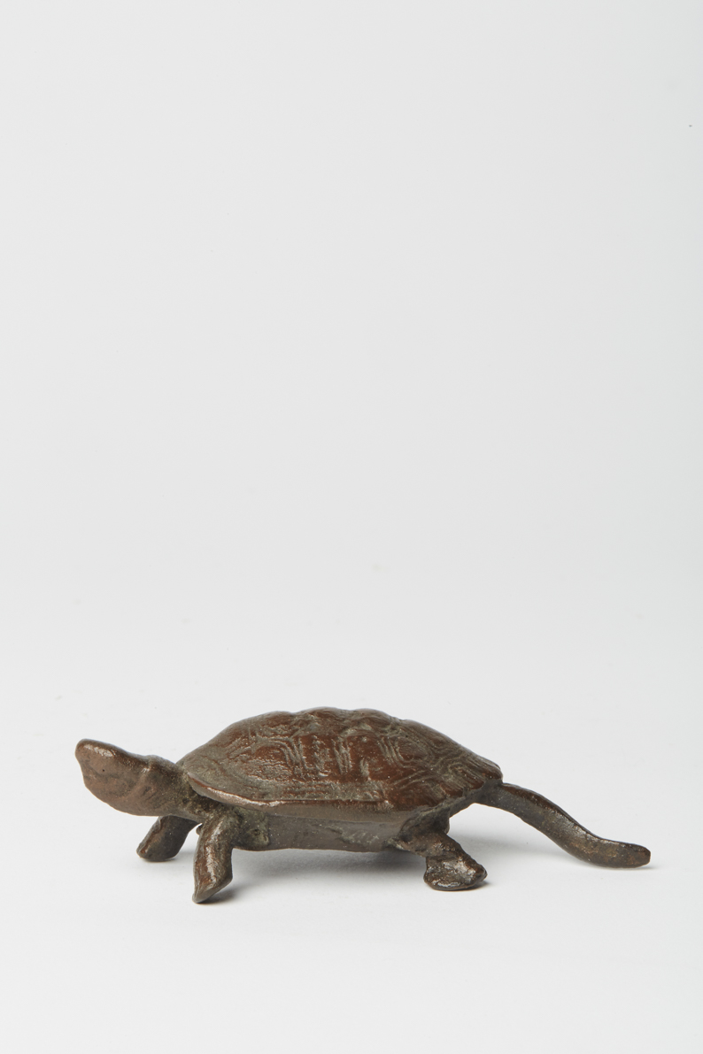Schildkröte