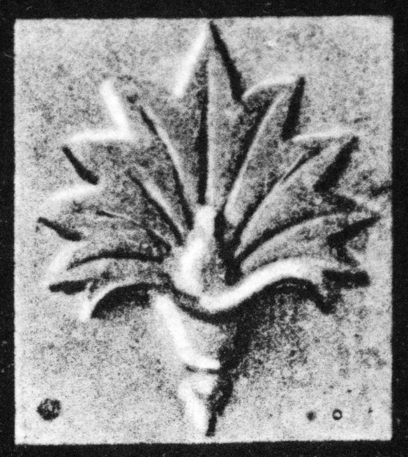 Kelchblume (Unterrichtsvorlage)