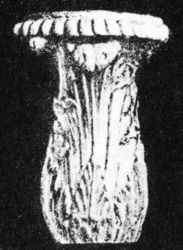 Oberteil eines Kandelabers mit Akanthus