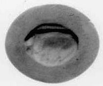 Grasender Steinbock (Schmuckstein)