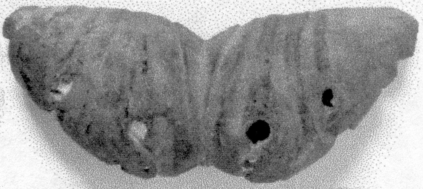 Acanthus-Leaf Crown, Part of a Candelabrum (?)