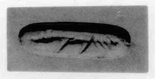 Fuchs (?) (Schmuckstein)